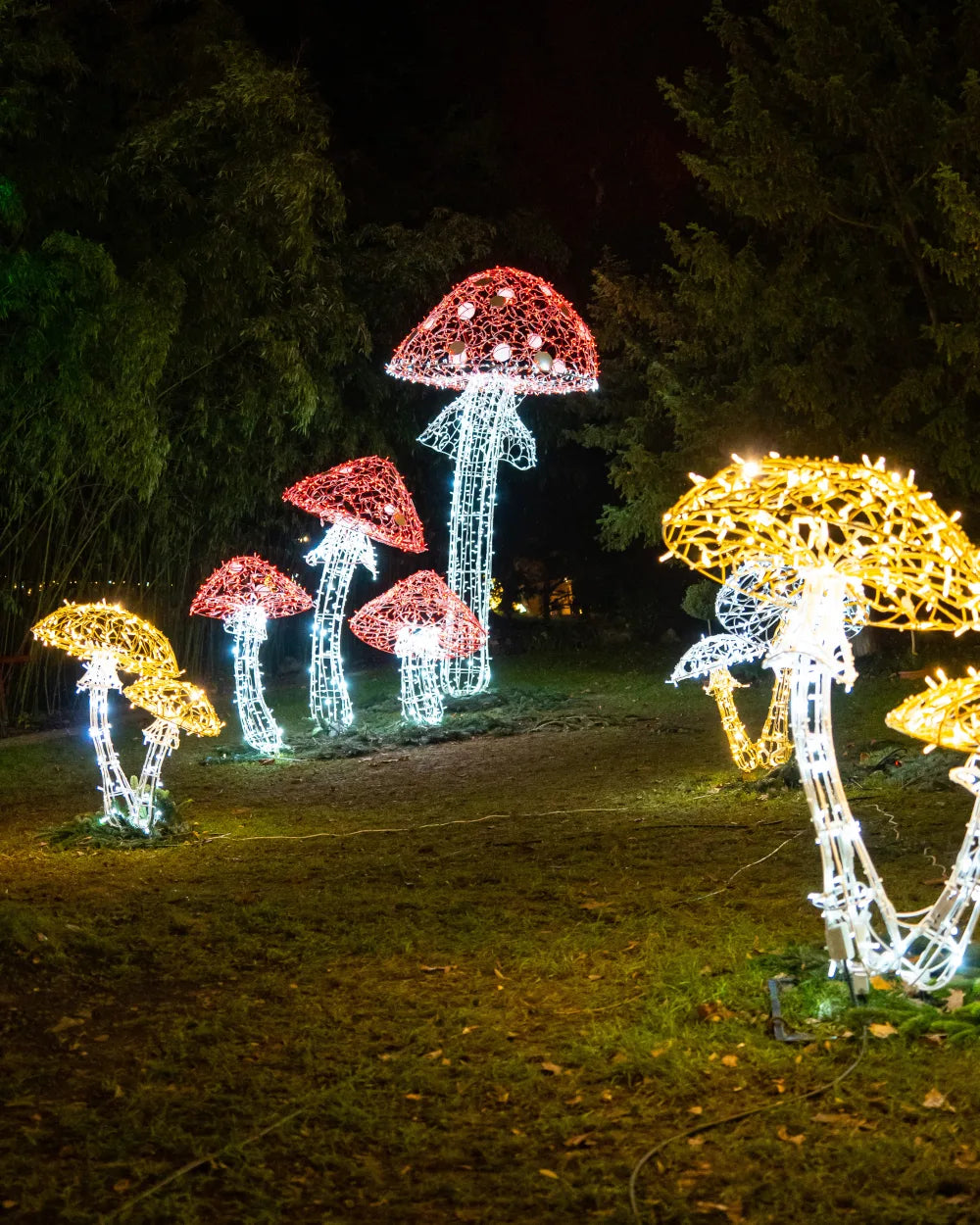 Alganic Light Mushrooms – two grown forms